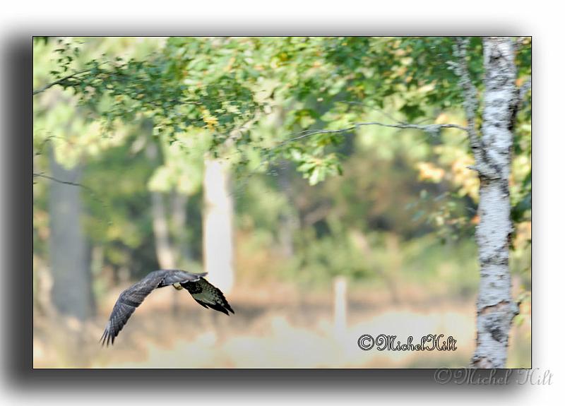 263-HMO1974-buse-buteo buteo-a-la-chasse.jpg